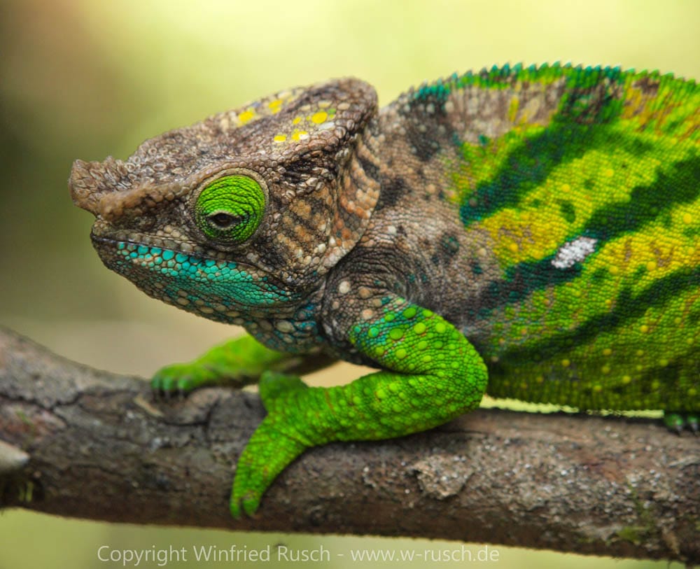 Pantherchamäleon (Furcifer pardalis), Madagascar