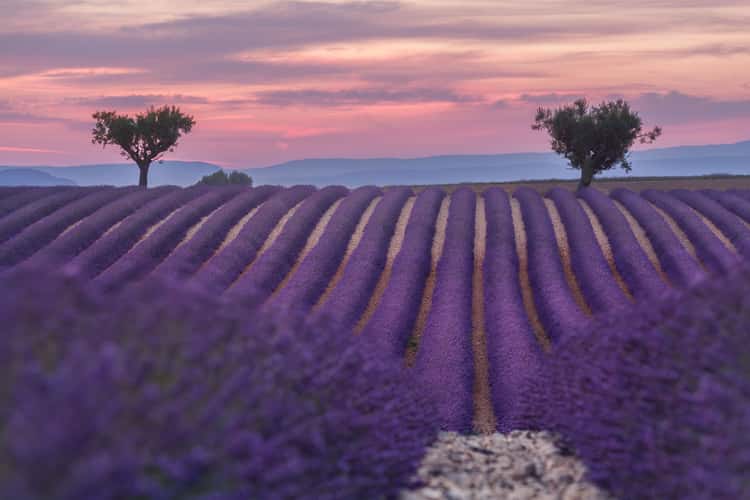 Lavender field in Valensole