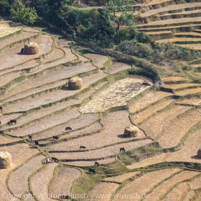 Reisfeld in Punakha, Bhutan