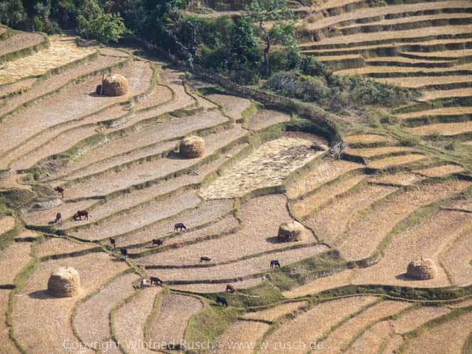 Reisfeld in Punakha