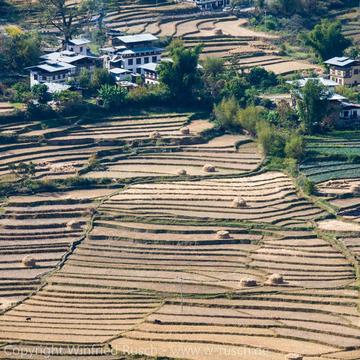 Reisterrassen in der Nähe von Punakha, Bhutan