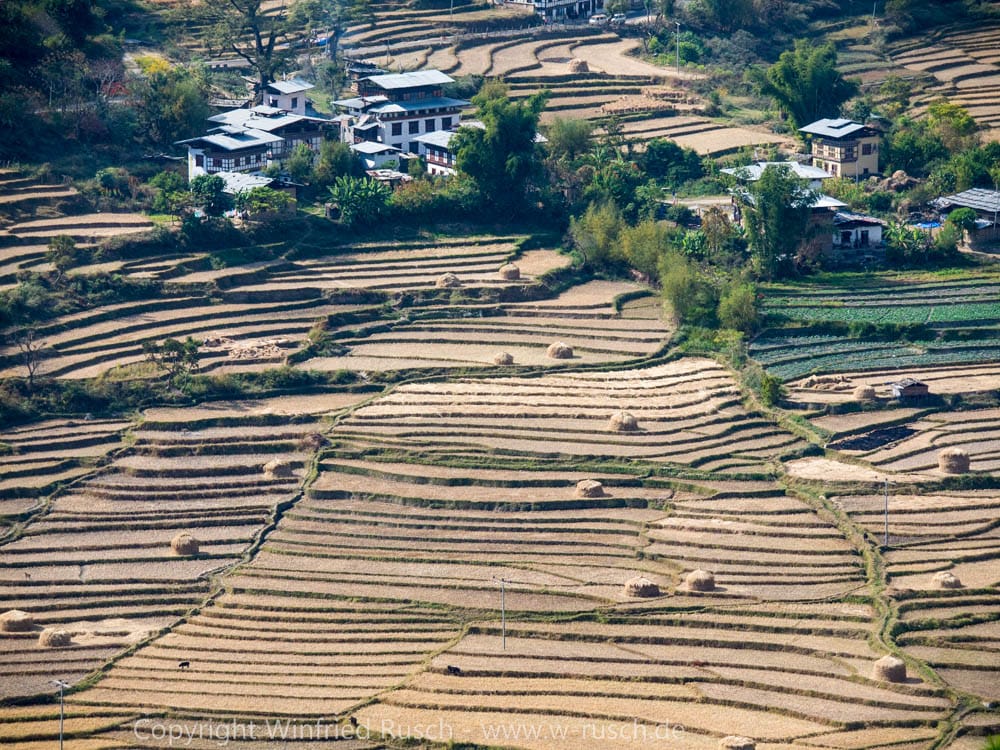 Reisterrassen in der Nähe von Punakha, Bhutan
