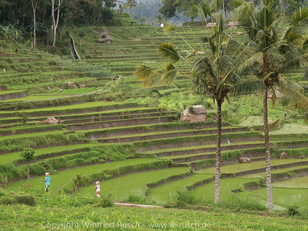 Reisterrassen, Indonesia