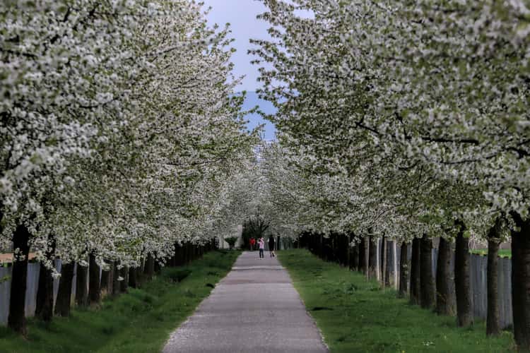 Cherry tree alley