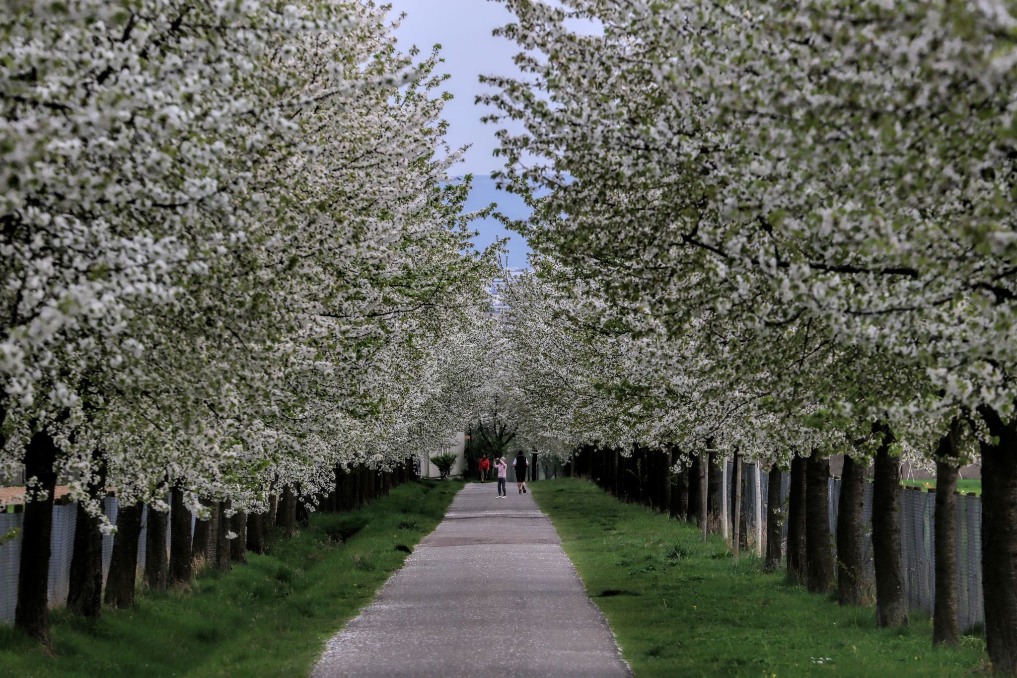 Cherry tree alley, Germany