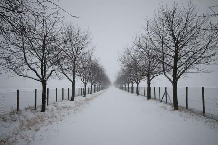 Cherry tree alley