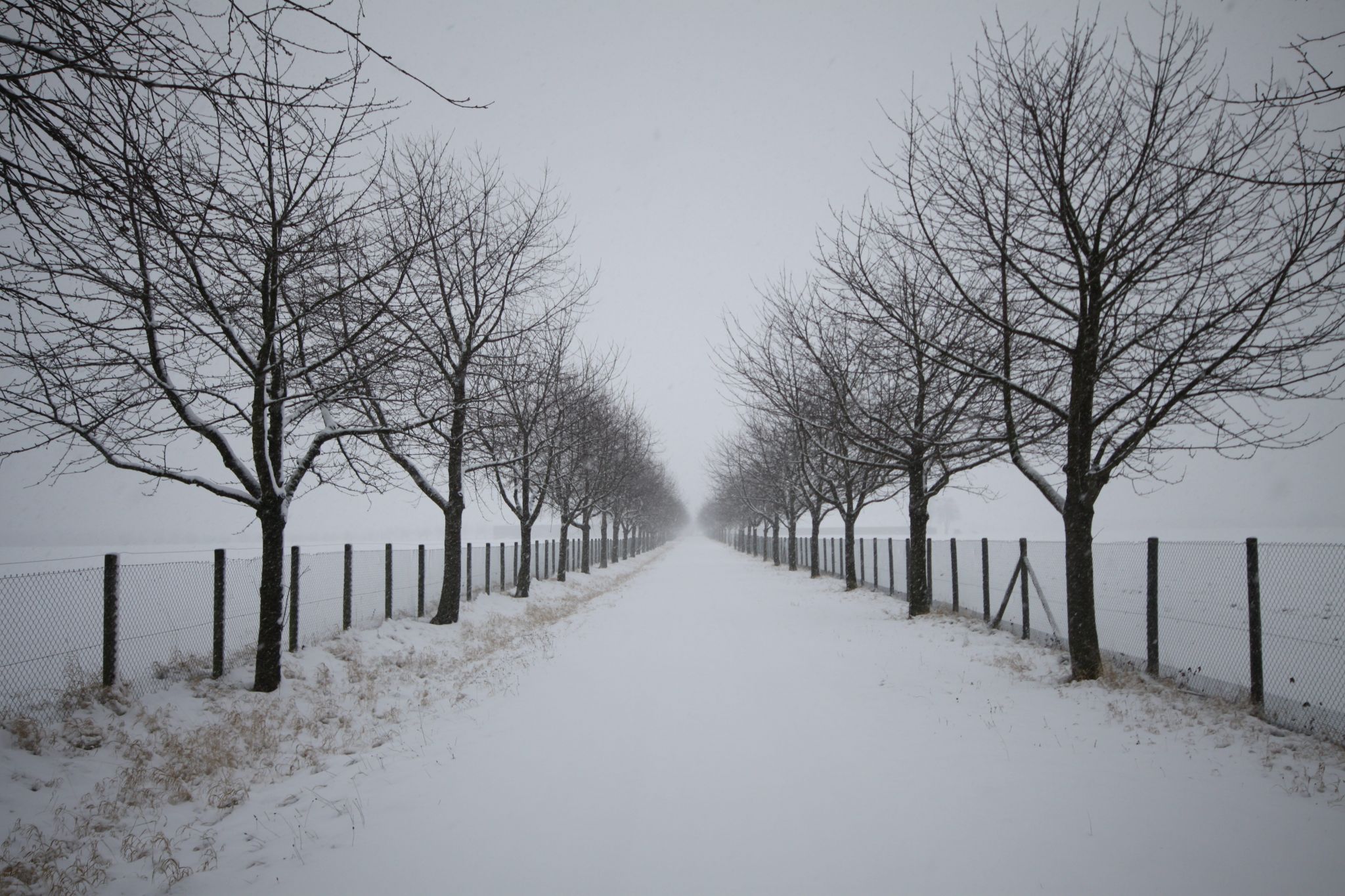 Cherry tree alley, Germany