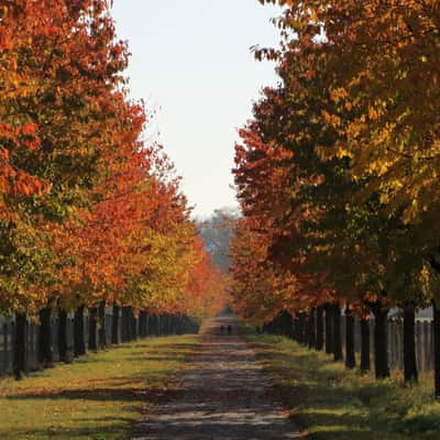 Cherry tree alley, Germany