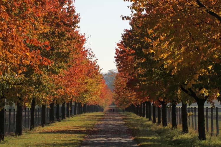 Cherry tree alley