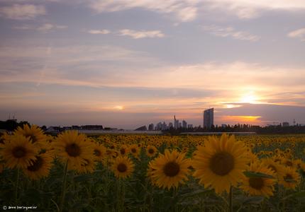 Sunflowers with Skyline View