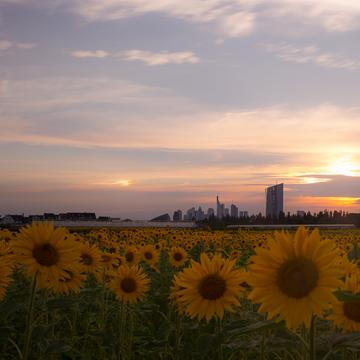 Sunflowers with Skyline View, Germany
