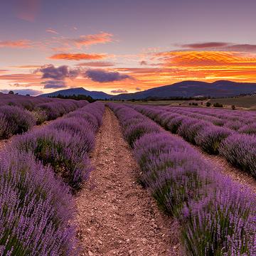 The perfect Lavenderfield in the Provence, France