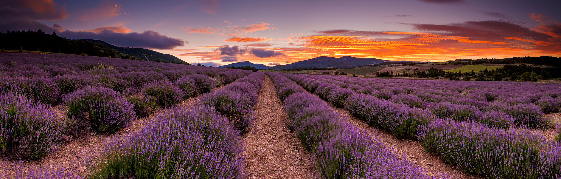 The perfect Lavenderfield in the Provence, France