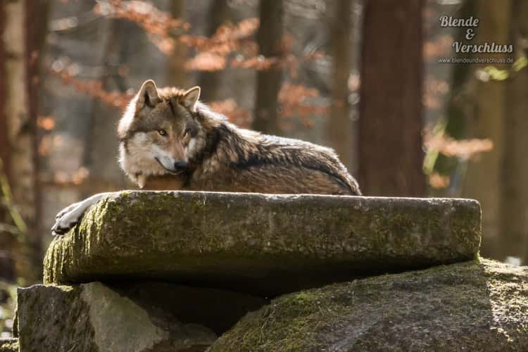 Wildpark Alte Fasanerie Hanau