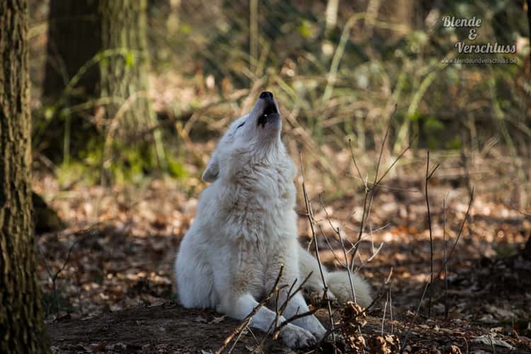 Wildpark Alte Fasanerie Hanau