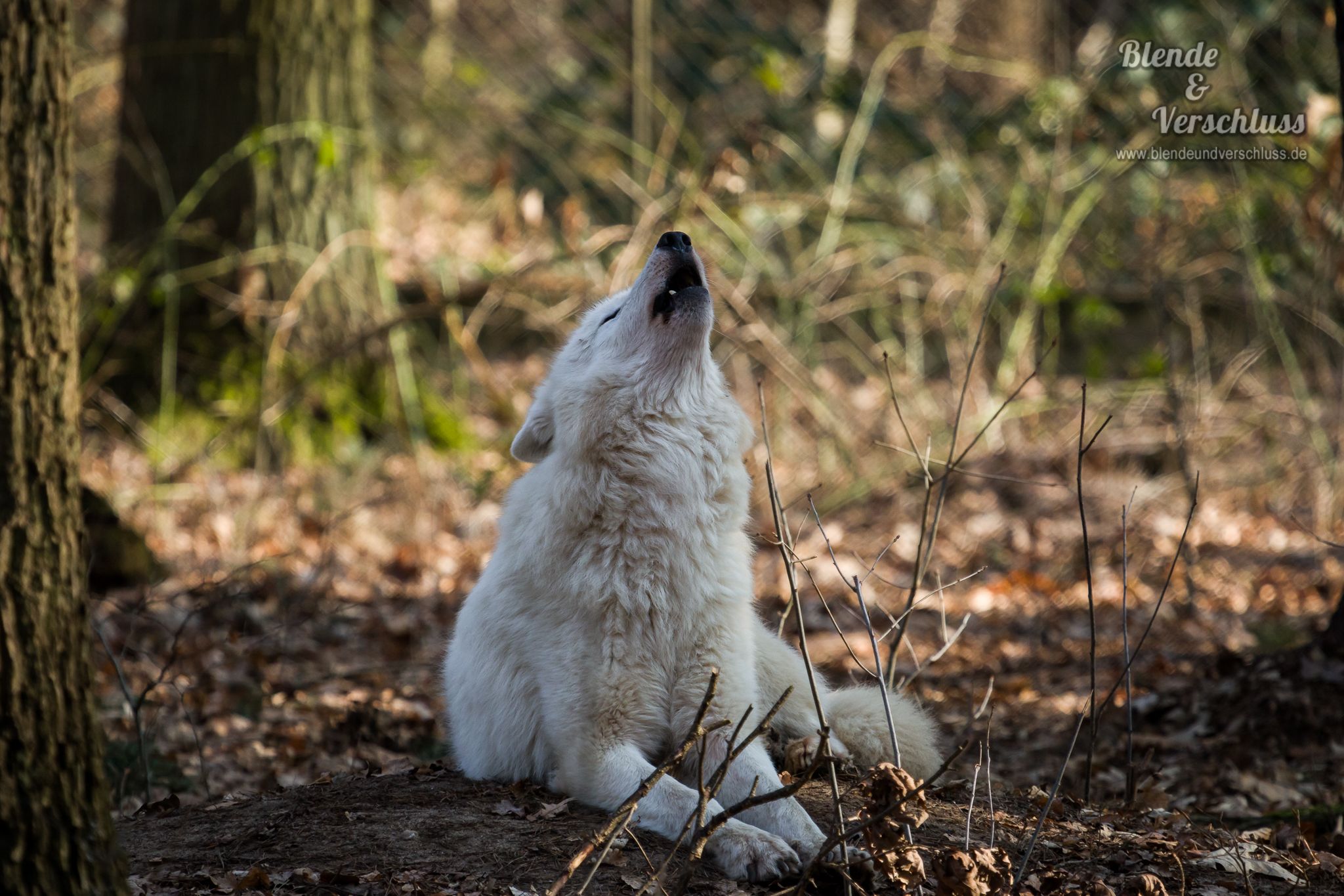Wildpark Alte Fasanerie Hanau, Germany