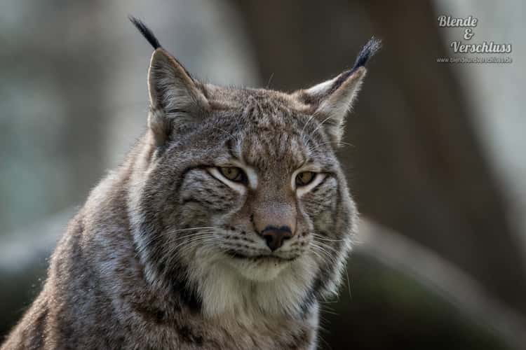 Wildpark Alte Fasanerie Hanau