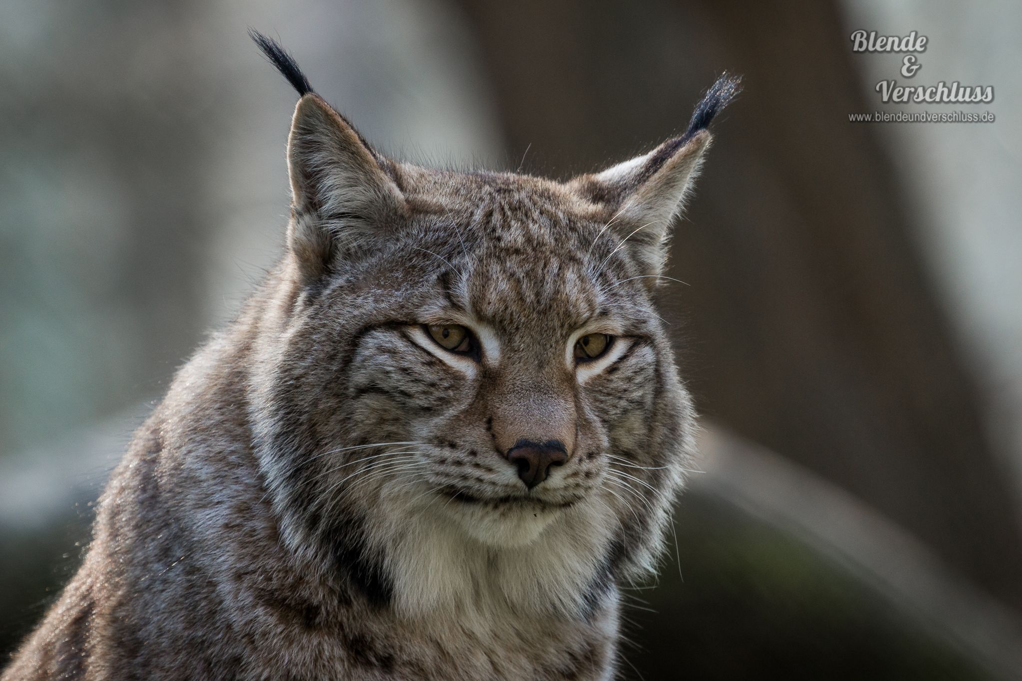 Wildpark Alte Fasanerie Hanau, Germany
