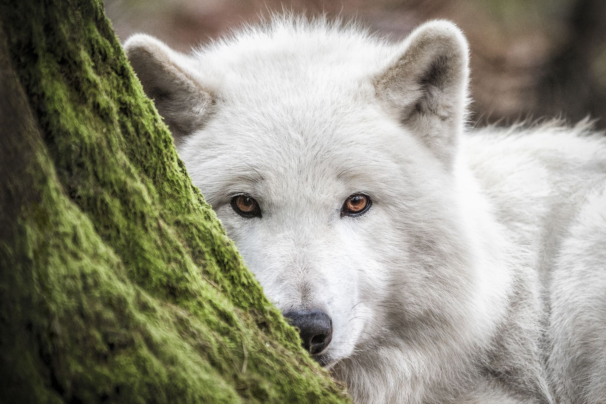 Wolfpark Merzig, Germany