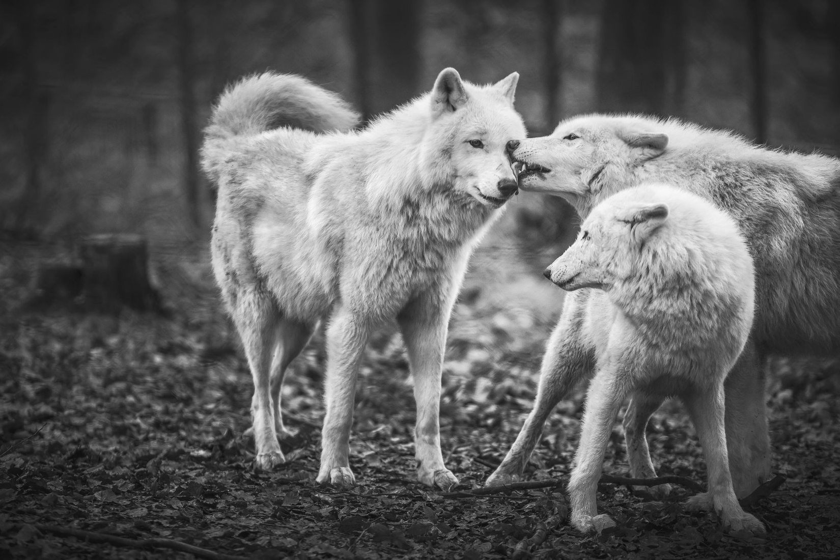 Wolfpark Merzig, Germany