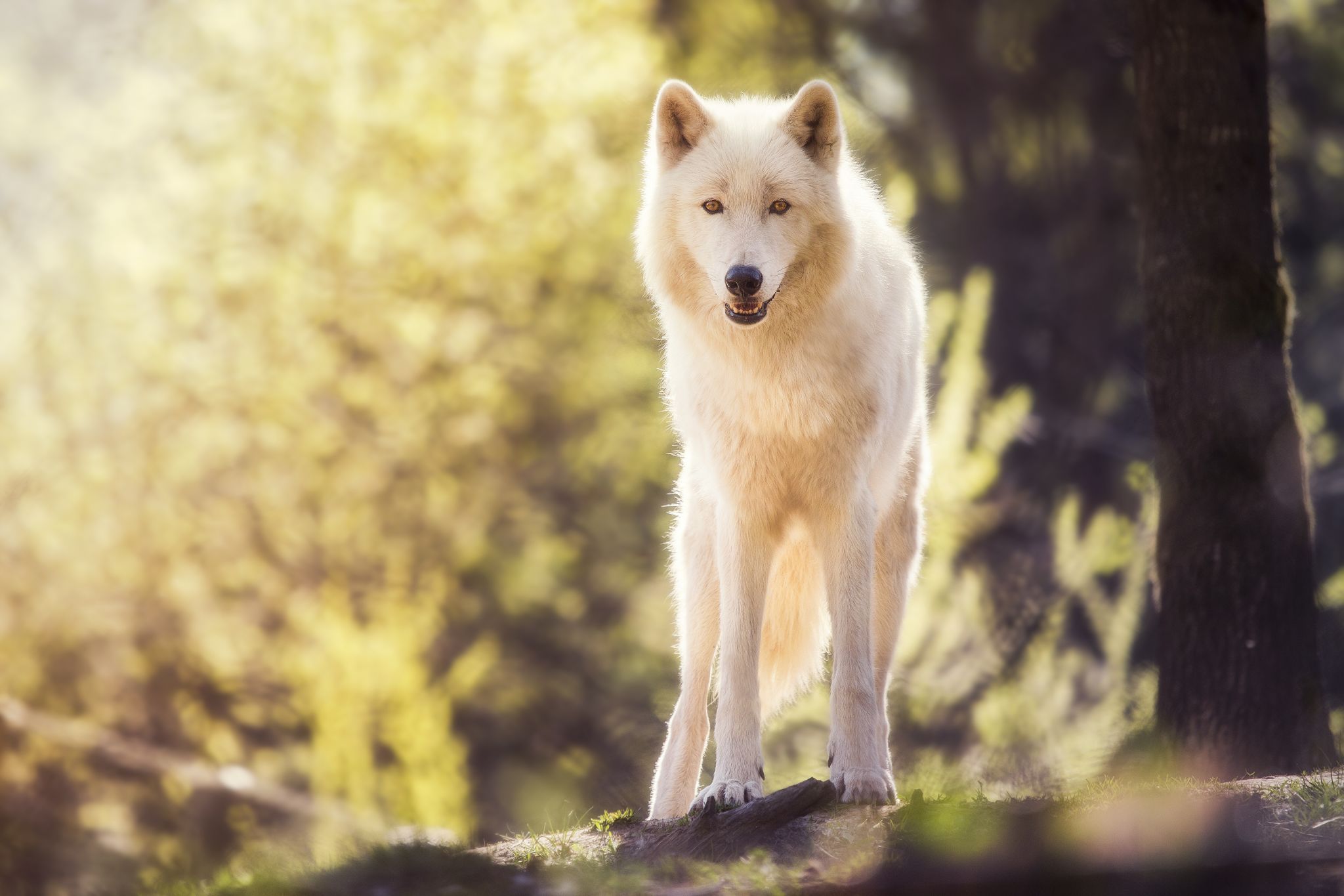 Wolfpark Merzig, Germany