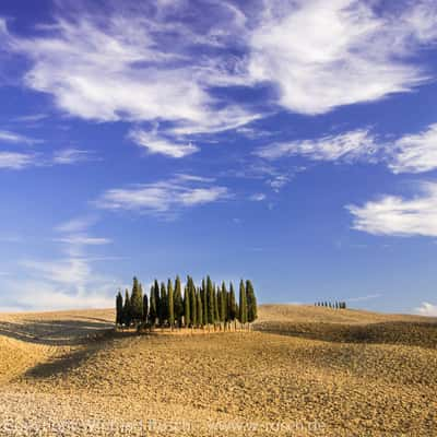 Zypressengruppe 'Santa Maria' bei San Quirico d'Orcia, Italy