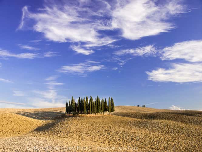 Zypressengruppe 'Santa Maria' bei San Quirico d'Orcia