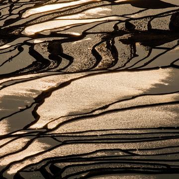 Liquid gold, rice terraces in the morning light, China