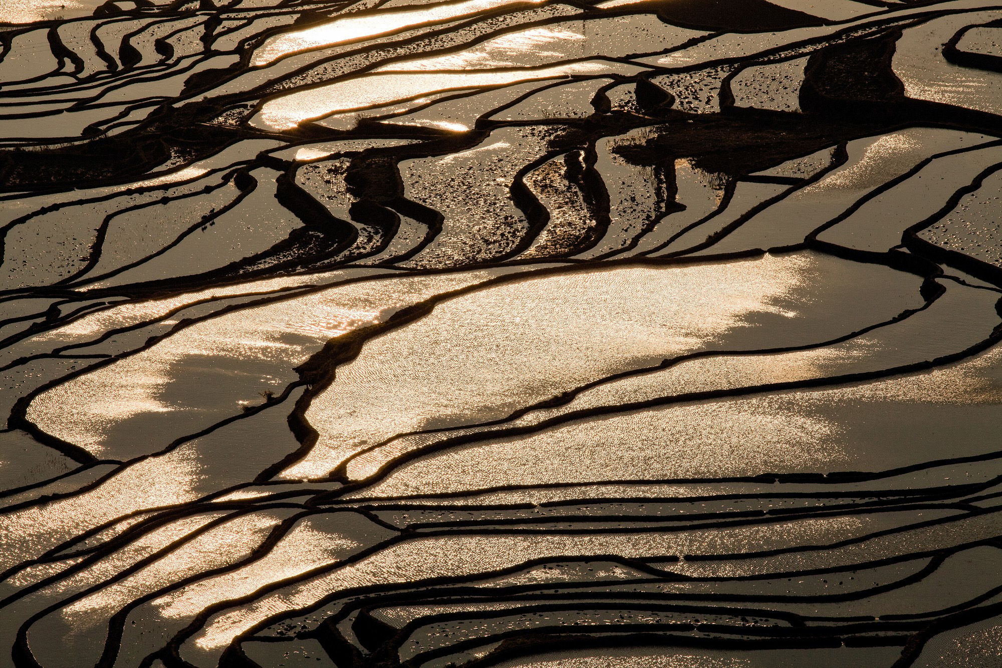 Liquid gold, rice terraces in the morning light, China