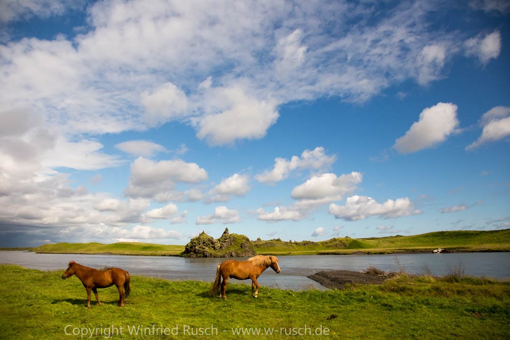Islandpferde bei Kirkjubæjarklaustur, Iceland