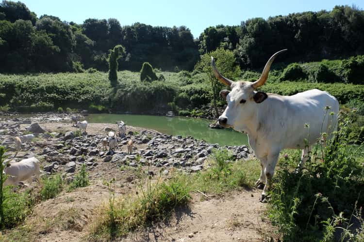 Lago Pellicone