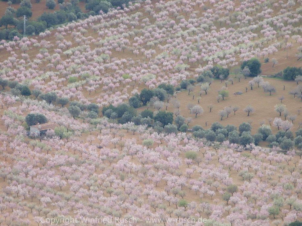 Mandelbaumblüte auf Mallorca, Spain