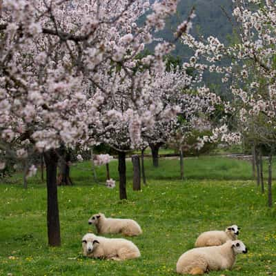 Mandelbaumblüte, Spain