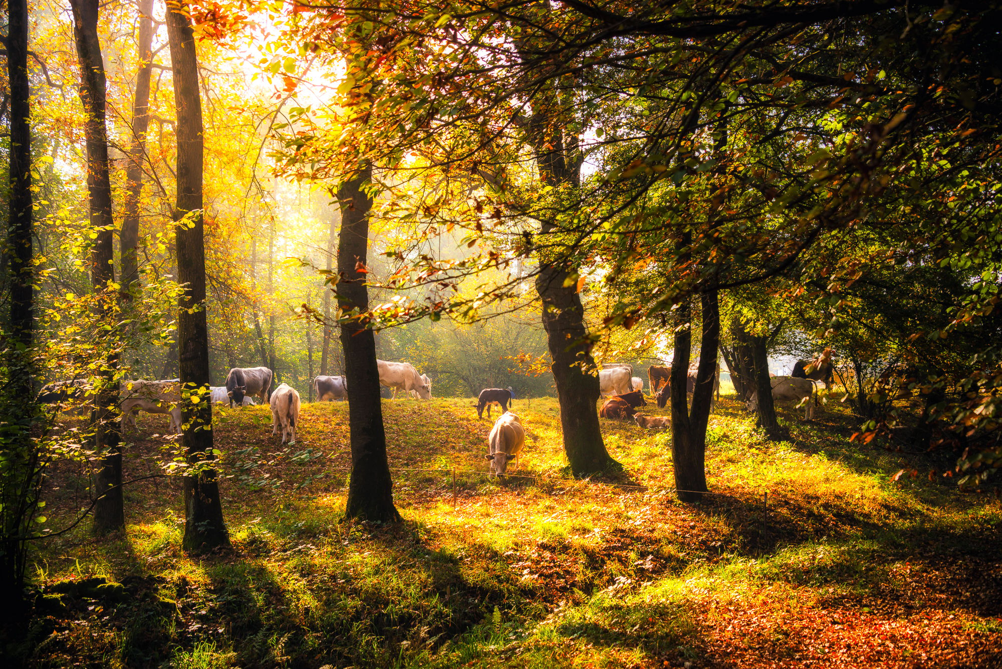 Parco della Rimembranza, Italy