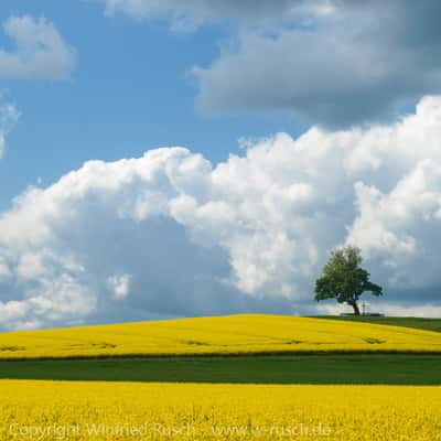 Rapsfeld bei Billerbeck, Germany