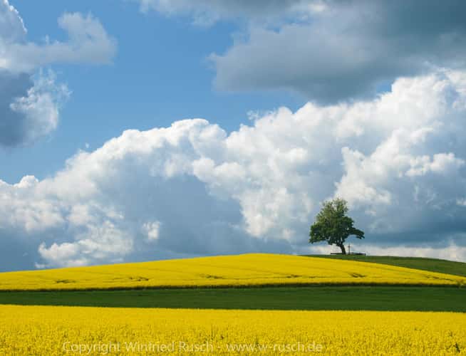 Rape field at Billerbeck