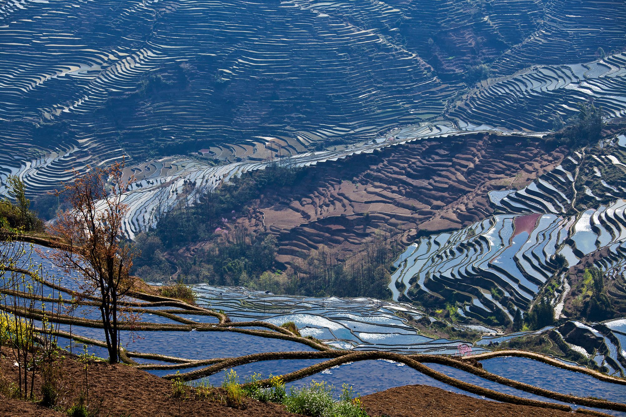 Reisterrassen am Tag, China