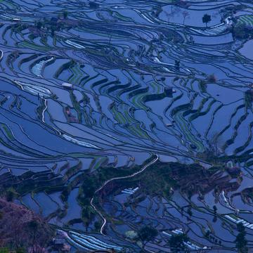 Rice terraces at the blue hour, China