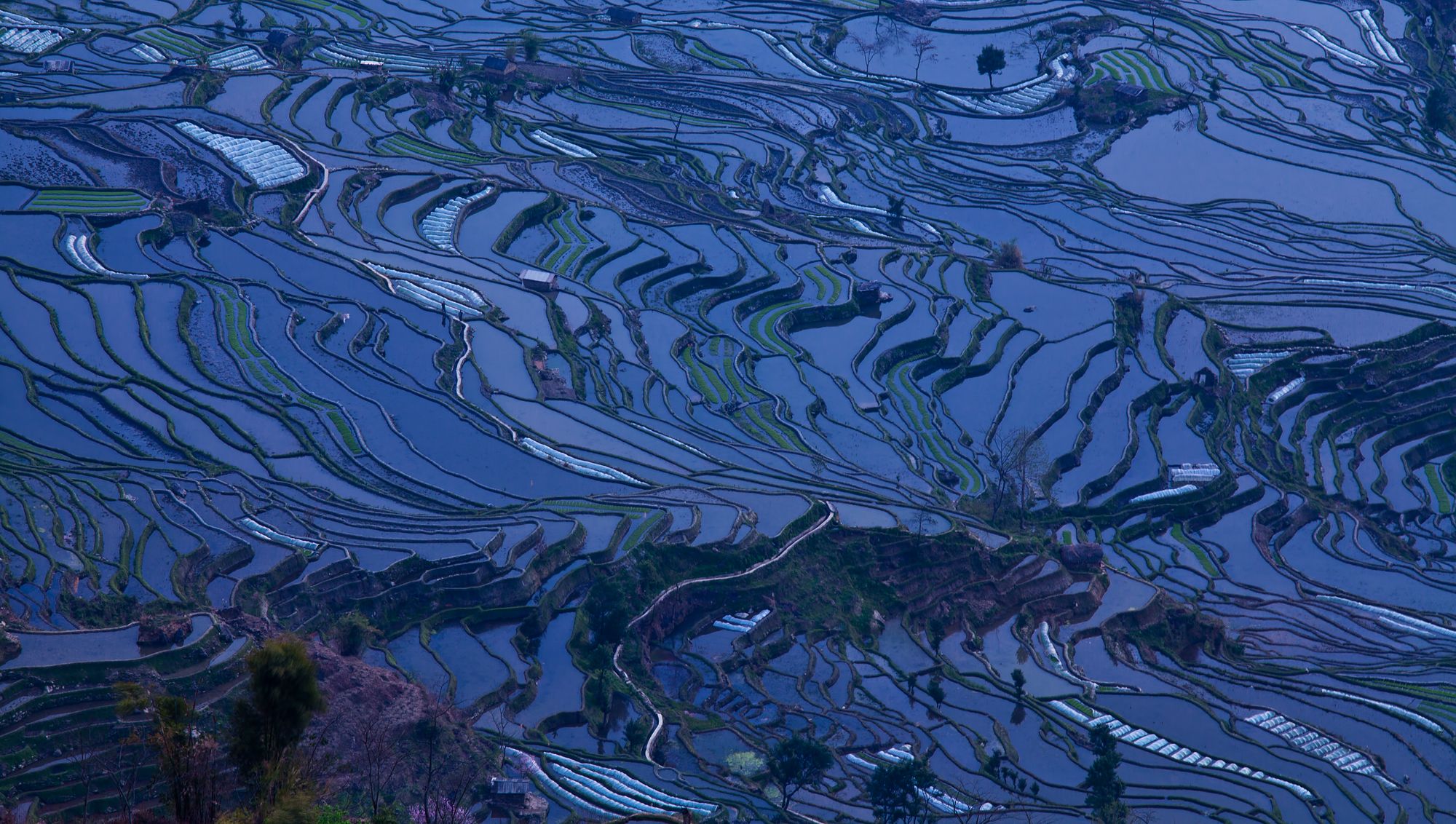 Rice terraces at the blue hour, China