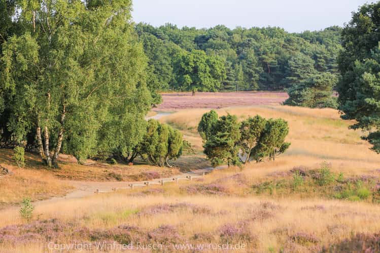 Westruper Heide