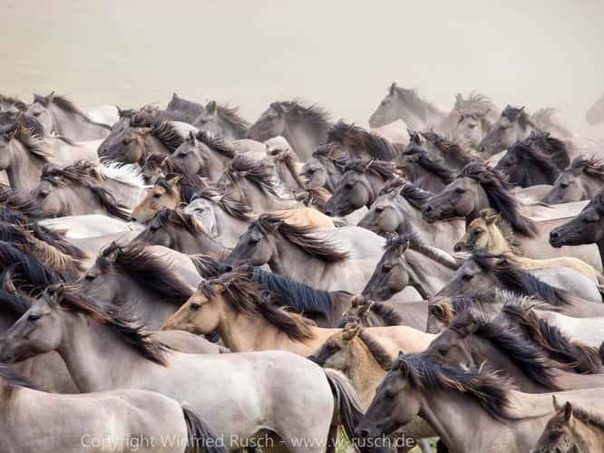 Wild horse capture in Dülmen-Merfeld