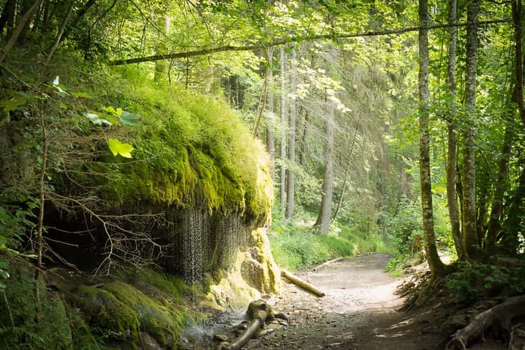 Wuttachschlucht, Black Forest