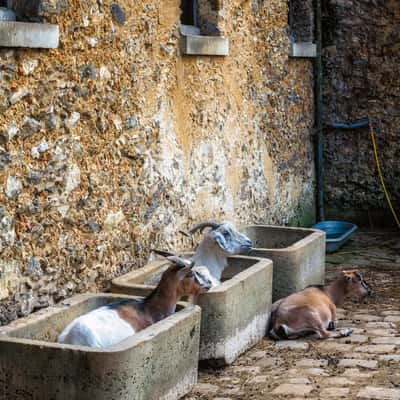 Animal Park, Palace of Versailles, France