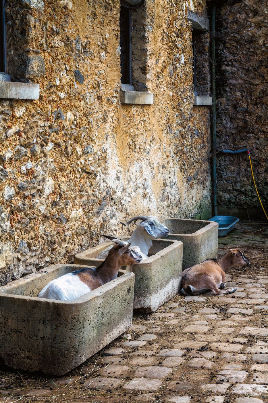 Animal Park, Palace of Versailles, France