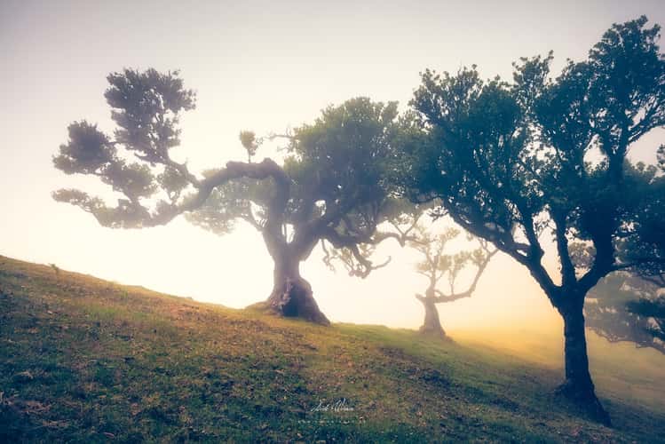 Fog Forest Fanal, Madeira