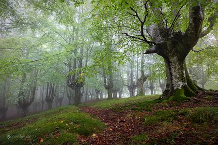 Forest in northern Spain
