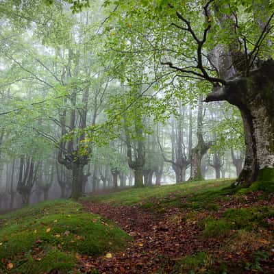 Forest in northern Spain, Spain