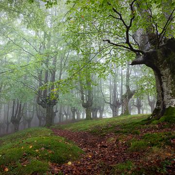 Forest in northern Spain, Spain