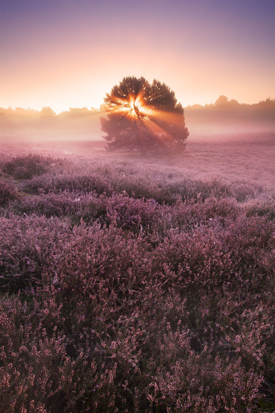 Heathlands at Westruper Heide, Germany