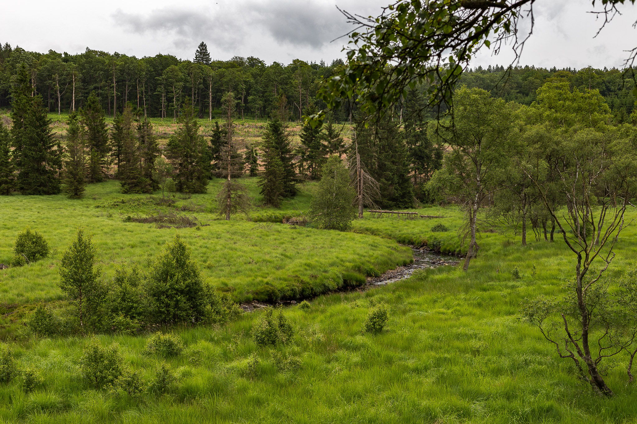 Hike along river at Hautes Fagnes, Belgium